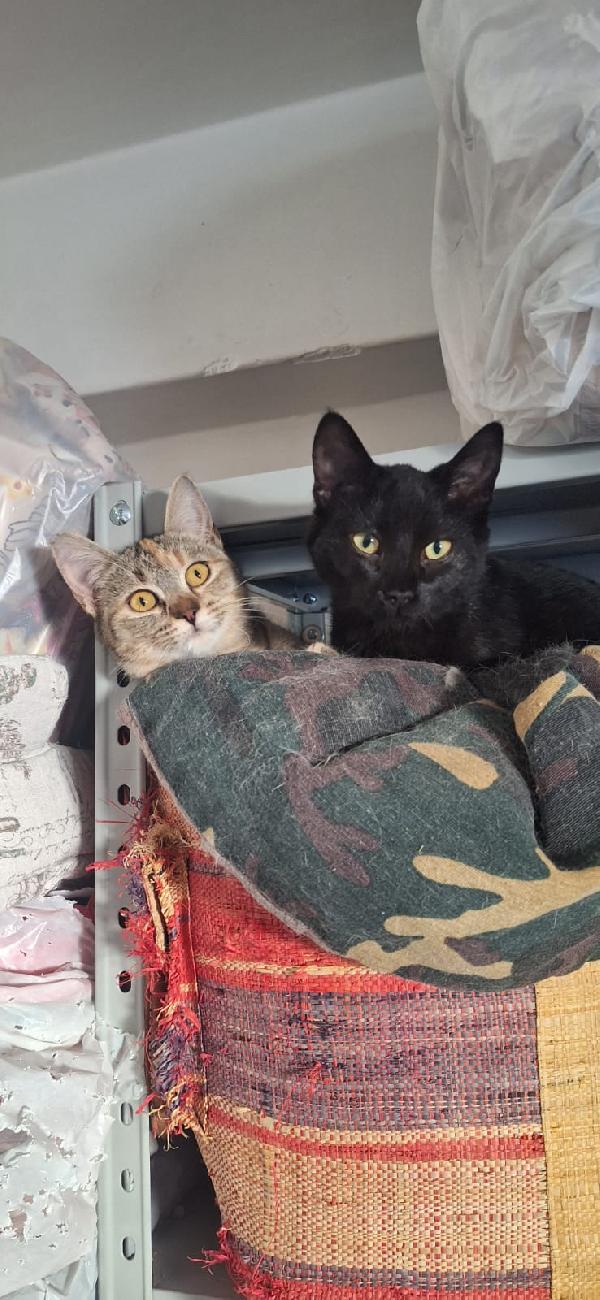 Sorelline di 4 mesi dolci e coccolone Foto 4